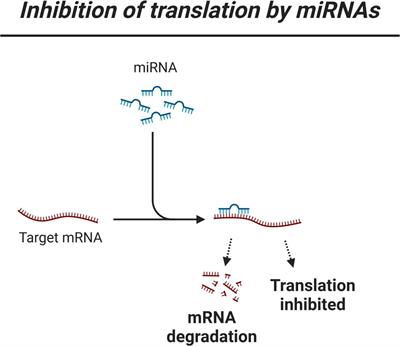 Precision machine learning to understand micro-RNA regulation in neurodegenerative diseases